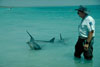 Delphine mit einem Ranger im Wasser