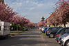 Kischblüten Allee