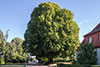 Lindenbaum im September