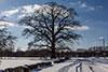 Eichenbaum im Schnee