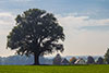 Eichenbaum im Oktober