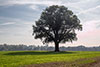 Eichenbaum im Oktober