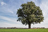 Eichenbaum im Oktober