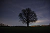 Baum mit Sternenhimmel