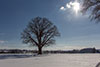 Baum im Februar