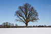 Baum im Februar