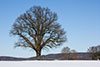 Baum im Februar