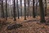 liegendes Todholz