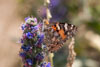 Schmetterling am Natternkopf