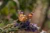 Schmetterling am Natternkopf