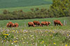 Wiese mit Kühen