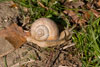 Schnecke