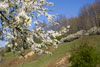 weisse Blüten