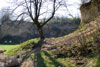 Baum im Frühjahr