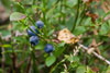 Blaubeeren