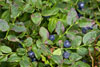 Blaubeeren