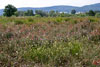 Blühende Heide und Schnabelried