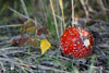 roter Pilz