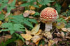 Pilz