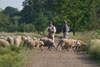 Schäfer mit seiner Schafherde