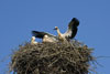 Nachwuchs im Nest