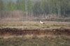 Storch im Moor