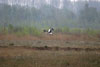 Storch im Moor