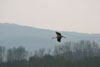 fliegender Storch