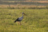 Storch