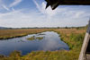 Aussicht ins Moorwasser